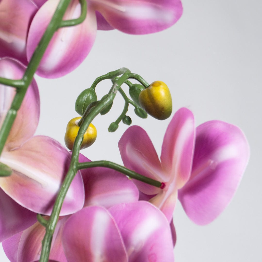 Orquídea Duo Fucsia