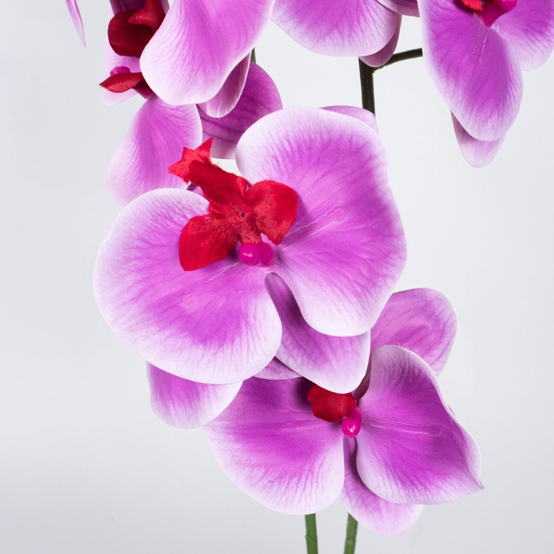 Orquídea Duo Fucsia