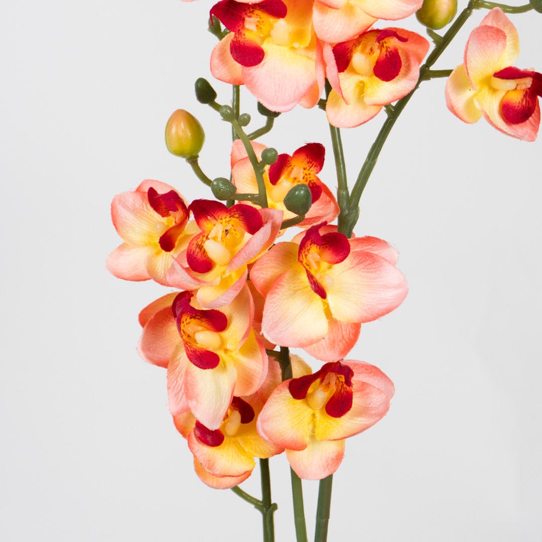 Orquídea Duo Salmón