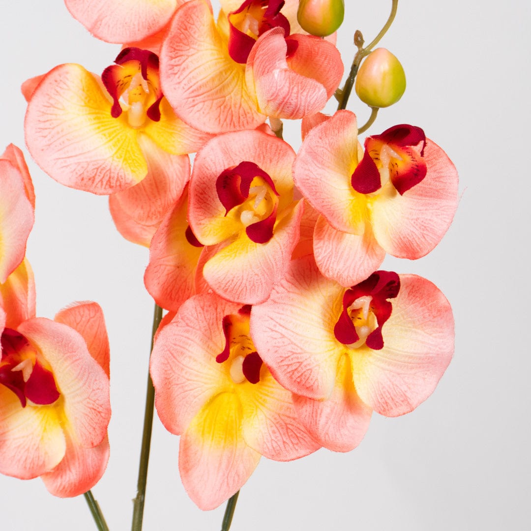 Orquídea Duo Salmón