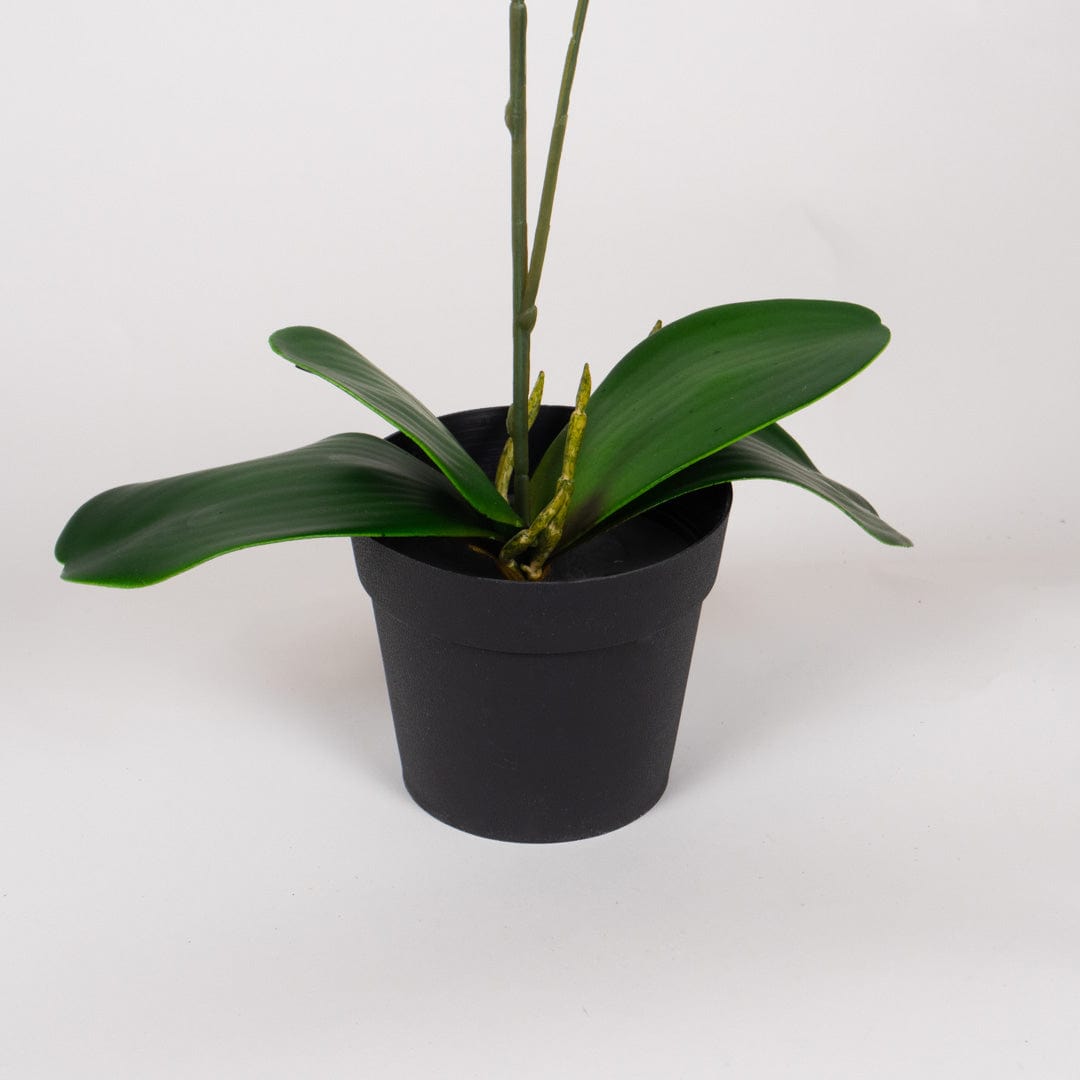 Orquídea Duo Salmón