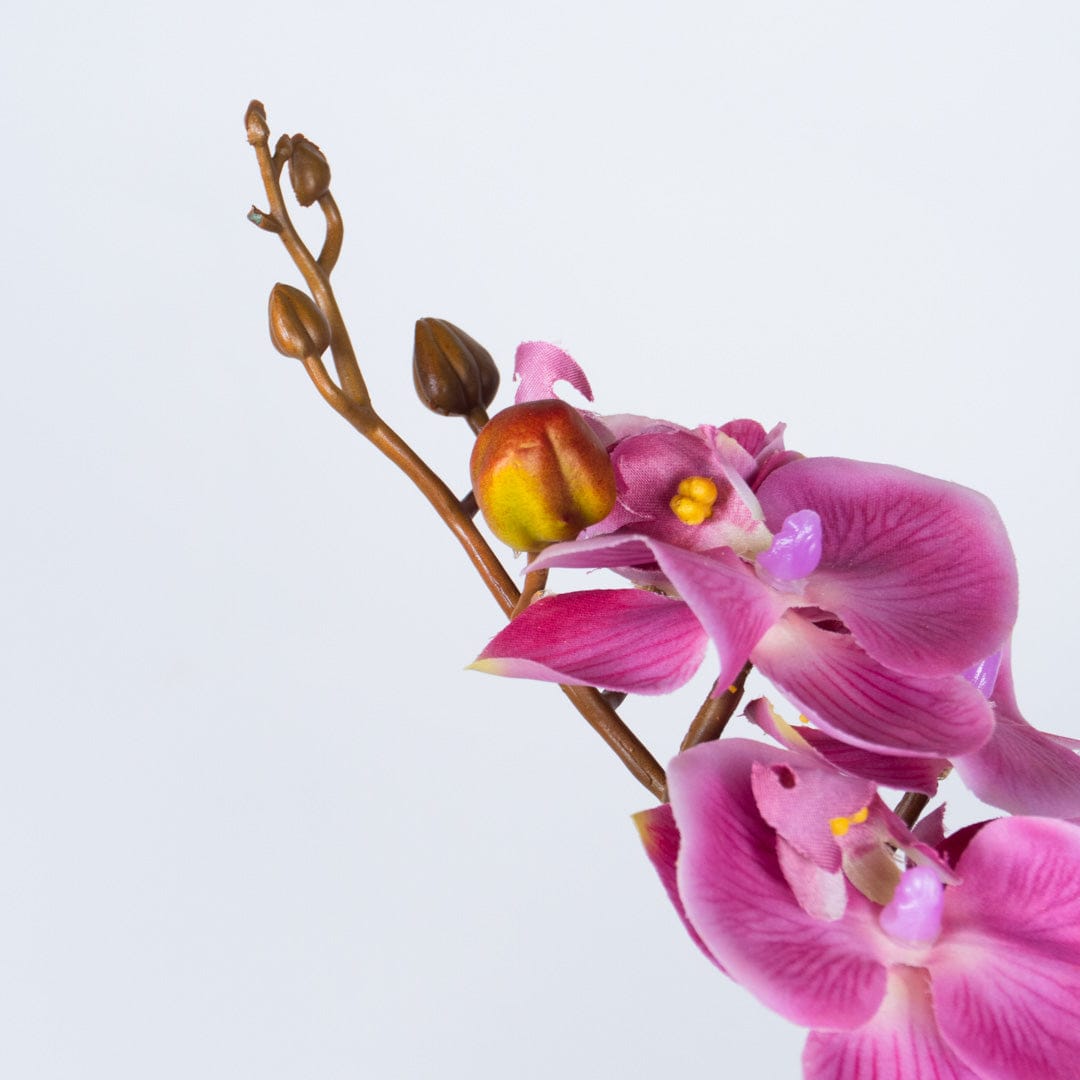 Orquídea Single Bubble