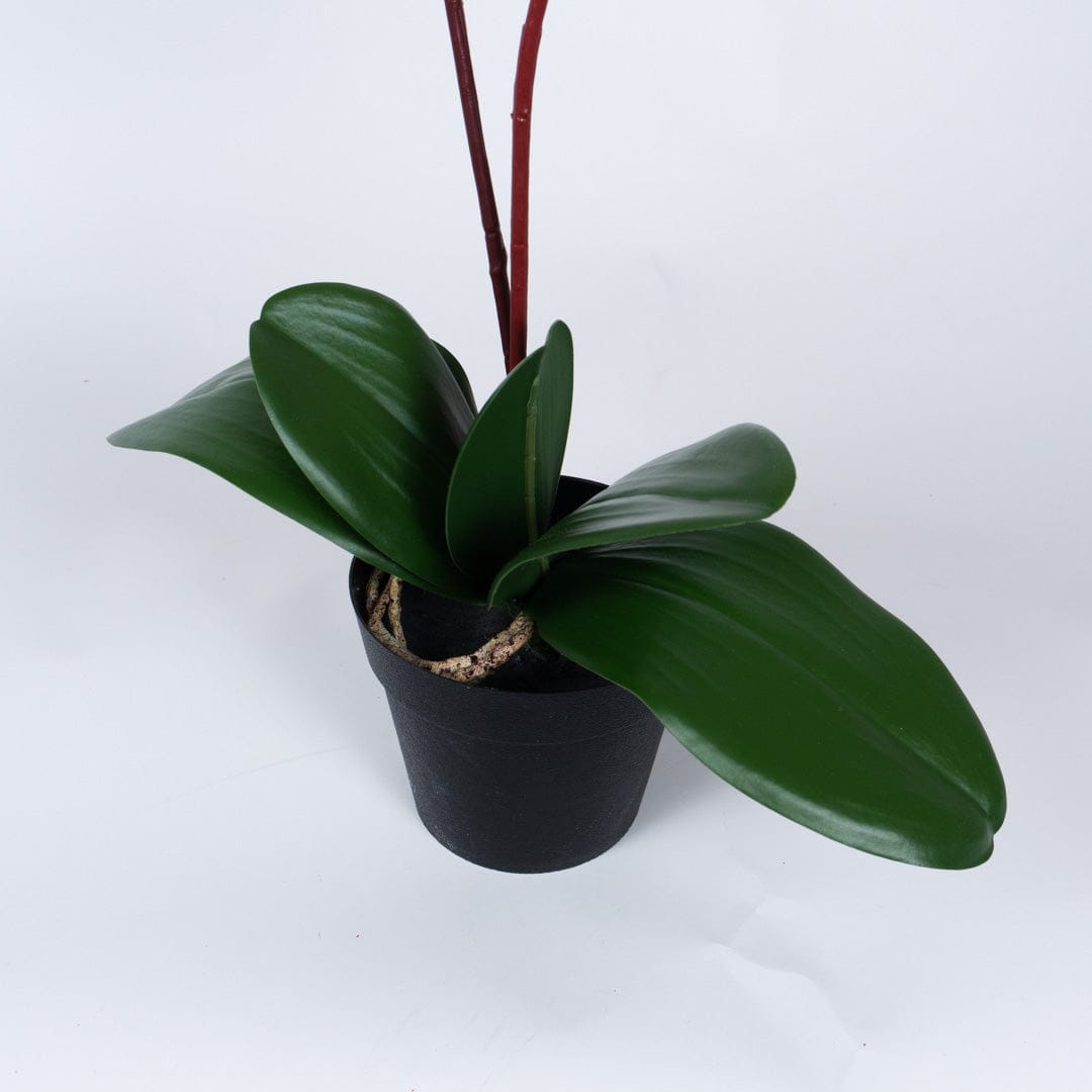 Orquídea Single Bubble