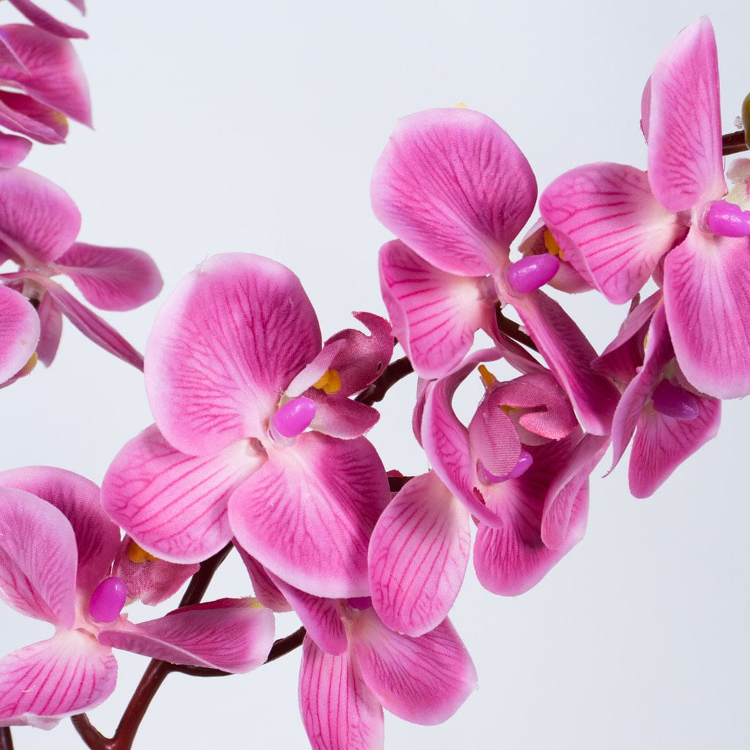 Orquídea Single Bubble