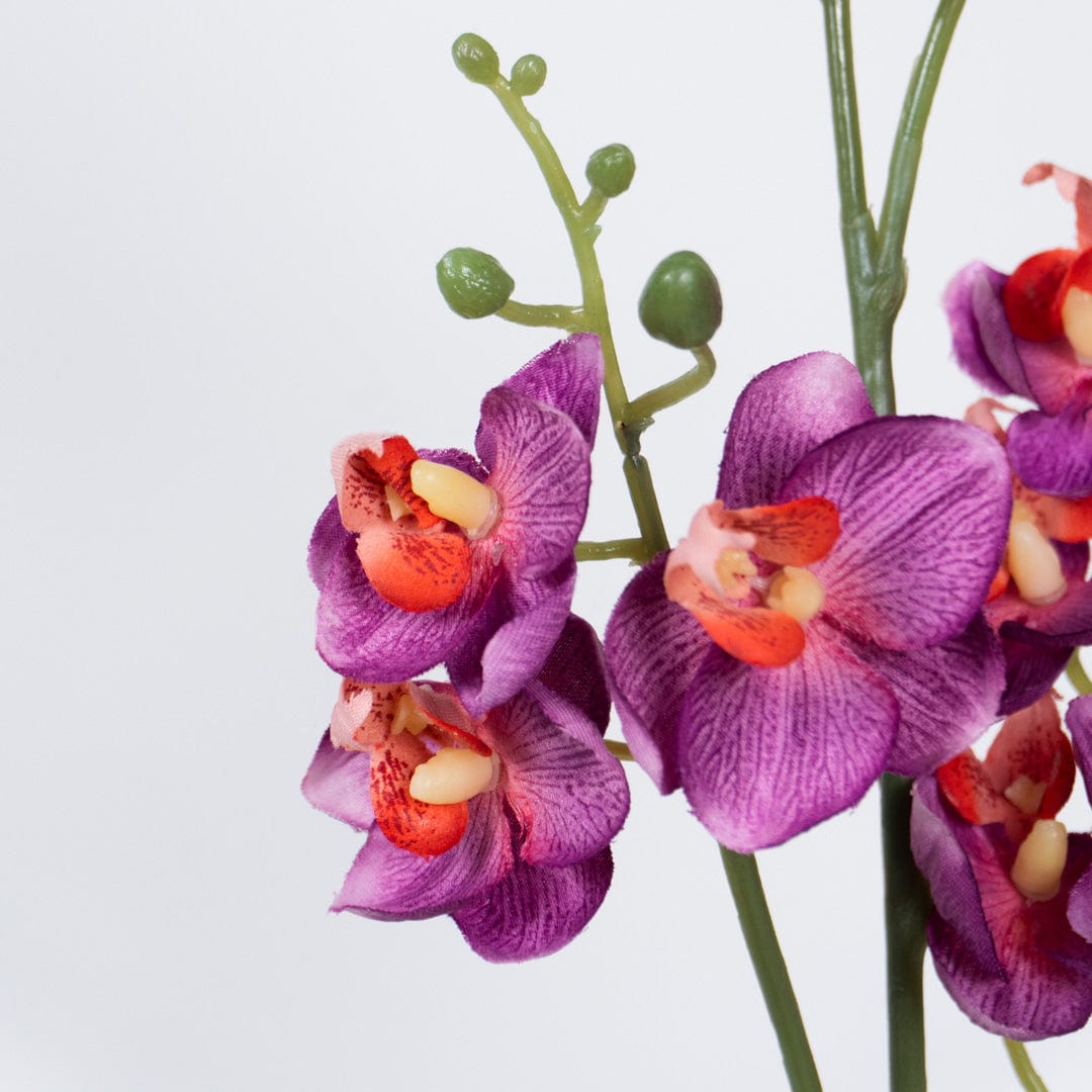 Orquídea Single Fucsia