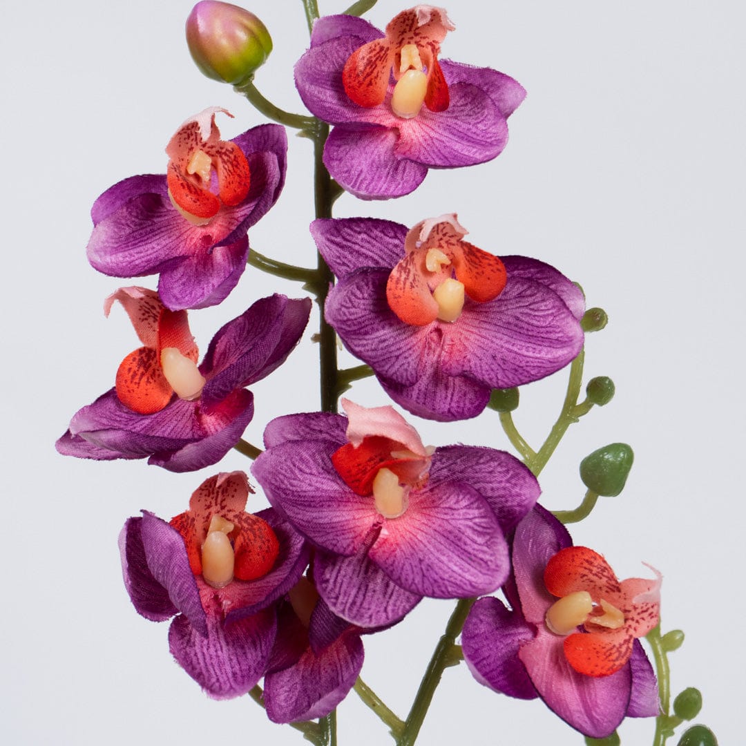 Orquídea Single Fucsia