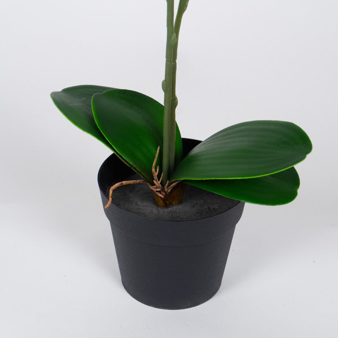 Orquídea Single Rosa