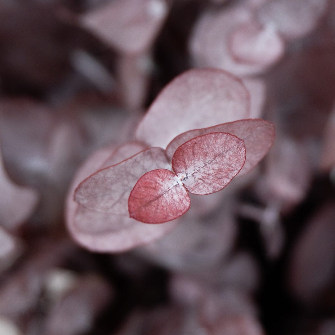 Ramo Eucalipto Granate