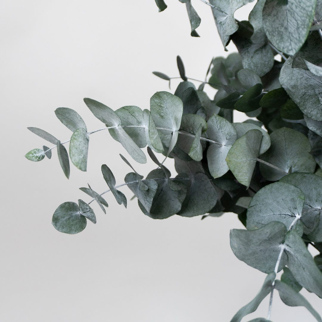 Ramo Eucalipto Verde