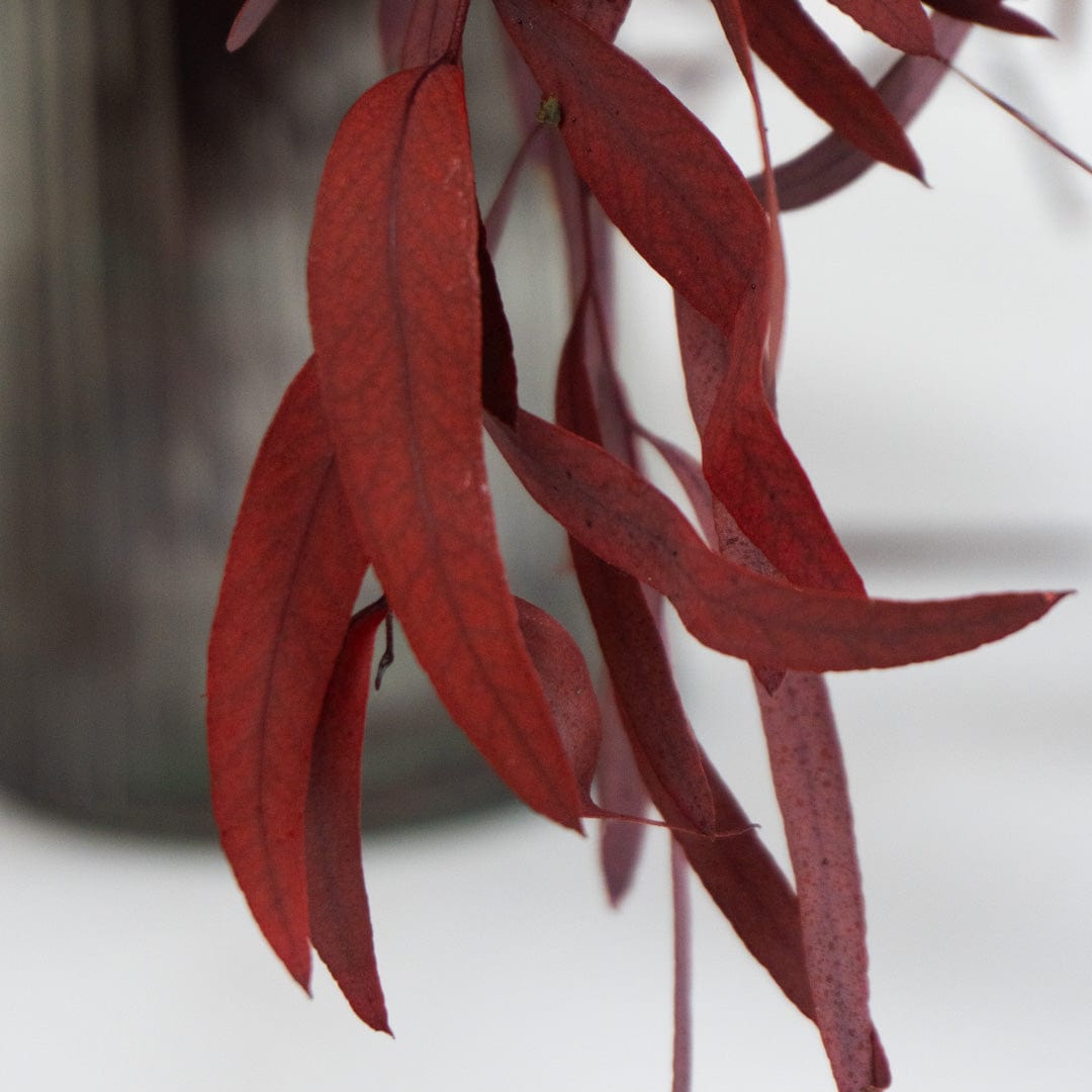 Ramo Eucalipto Nicholli Granate