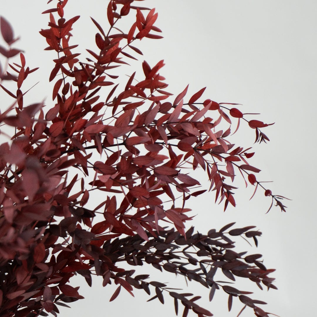 Ramo Parvifolia Granate