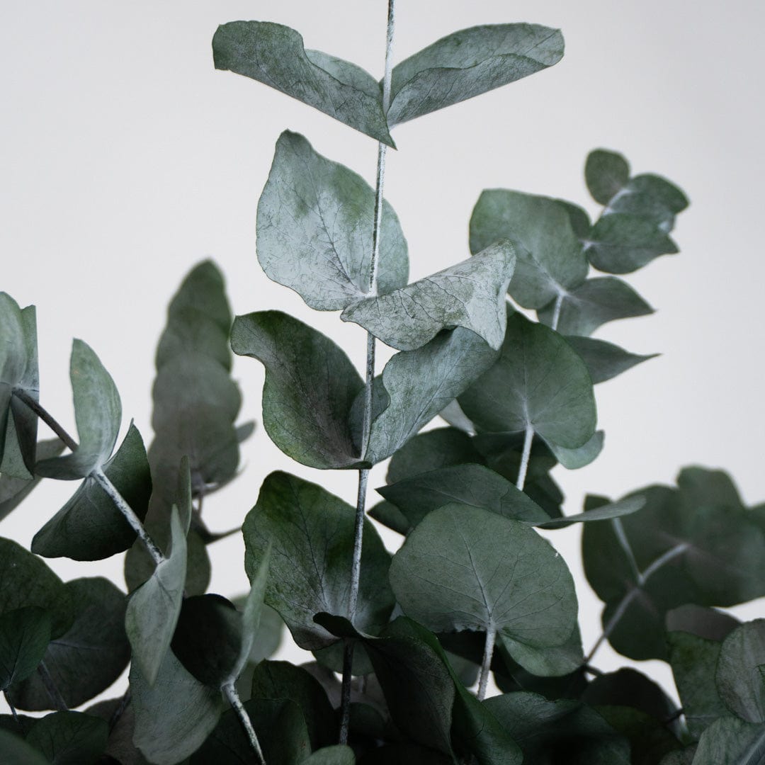 Ramo Eucalipto Verde