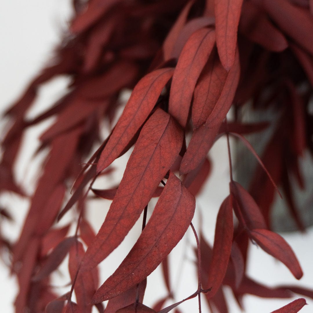 Ramo Eucalipto Nicholli Granate