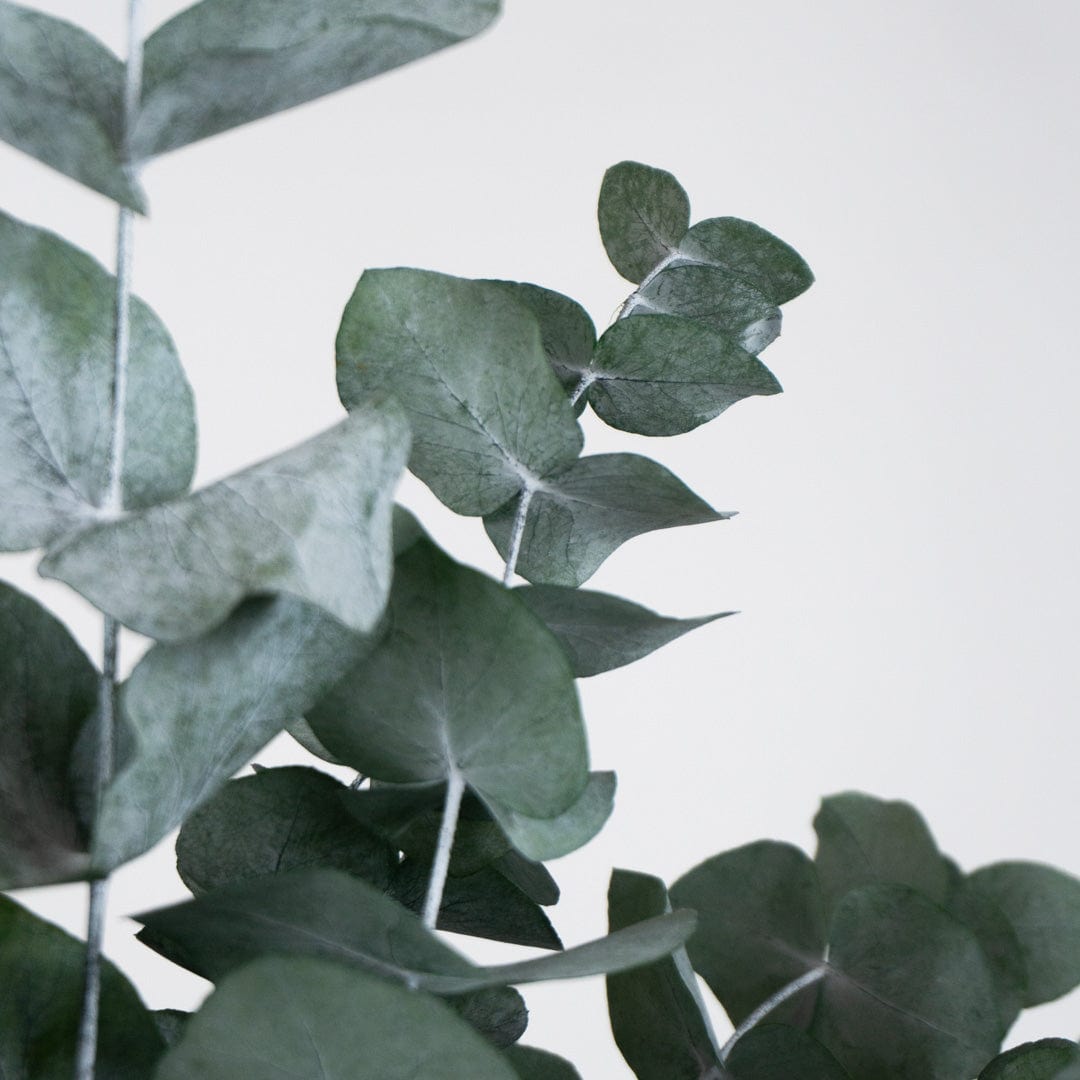 Ramo Eucalipto Verde