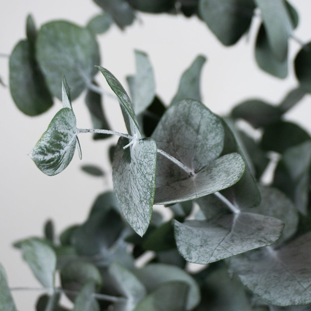 Ramo Eucalipto Verde