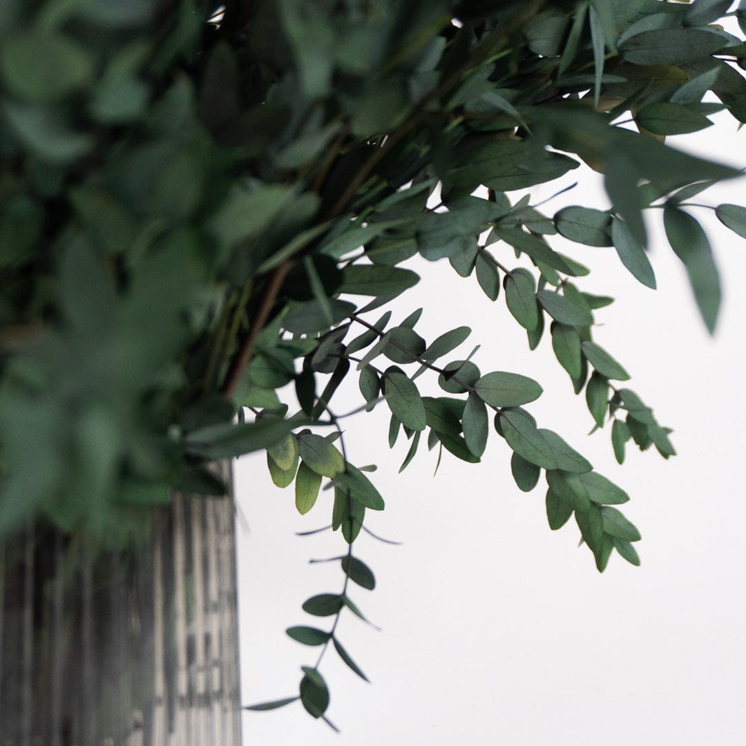 Ramo Parvifolia Verde