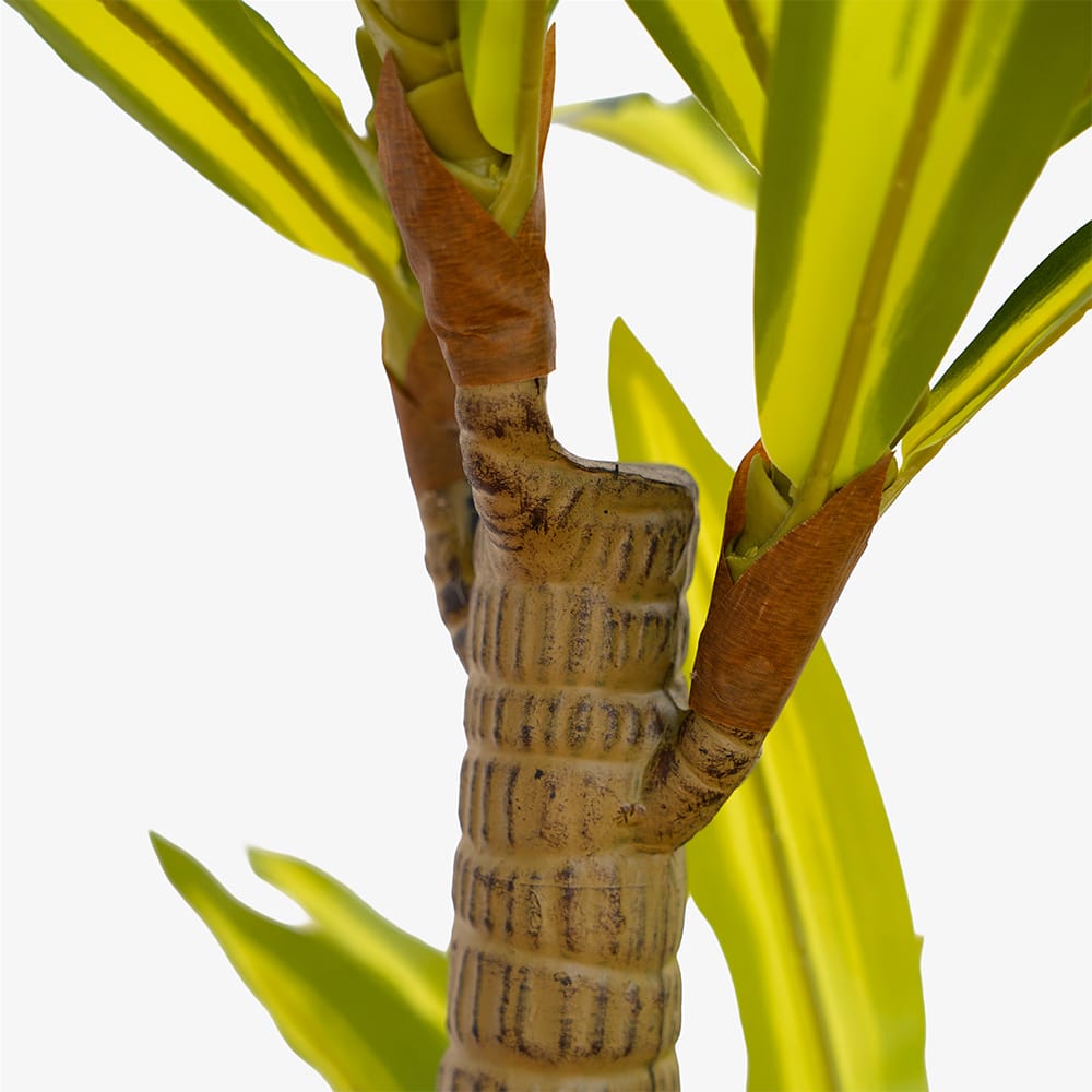 Dracena Oriental