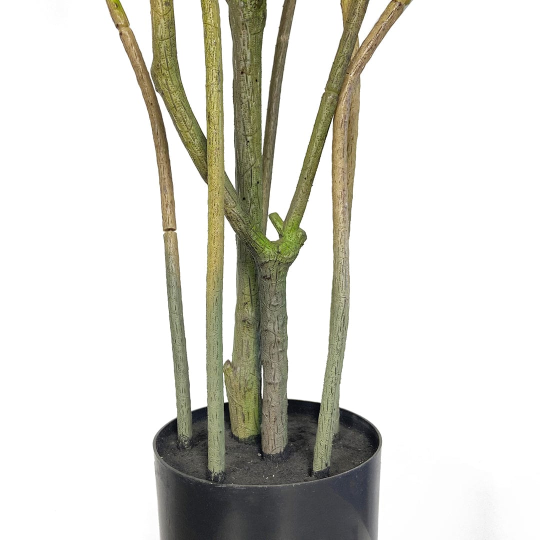 Dracena Reflexa