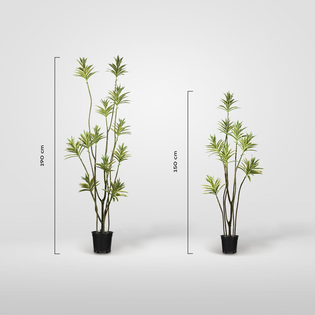 Dracena Reflexa