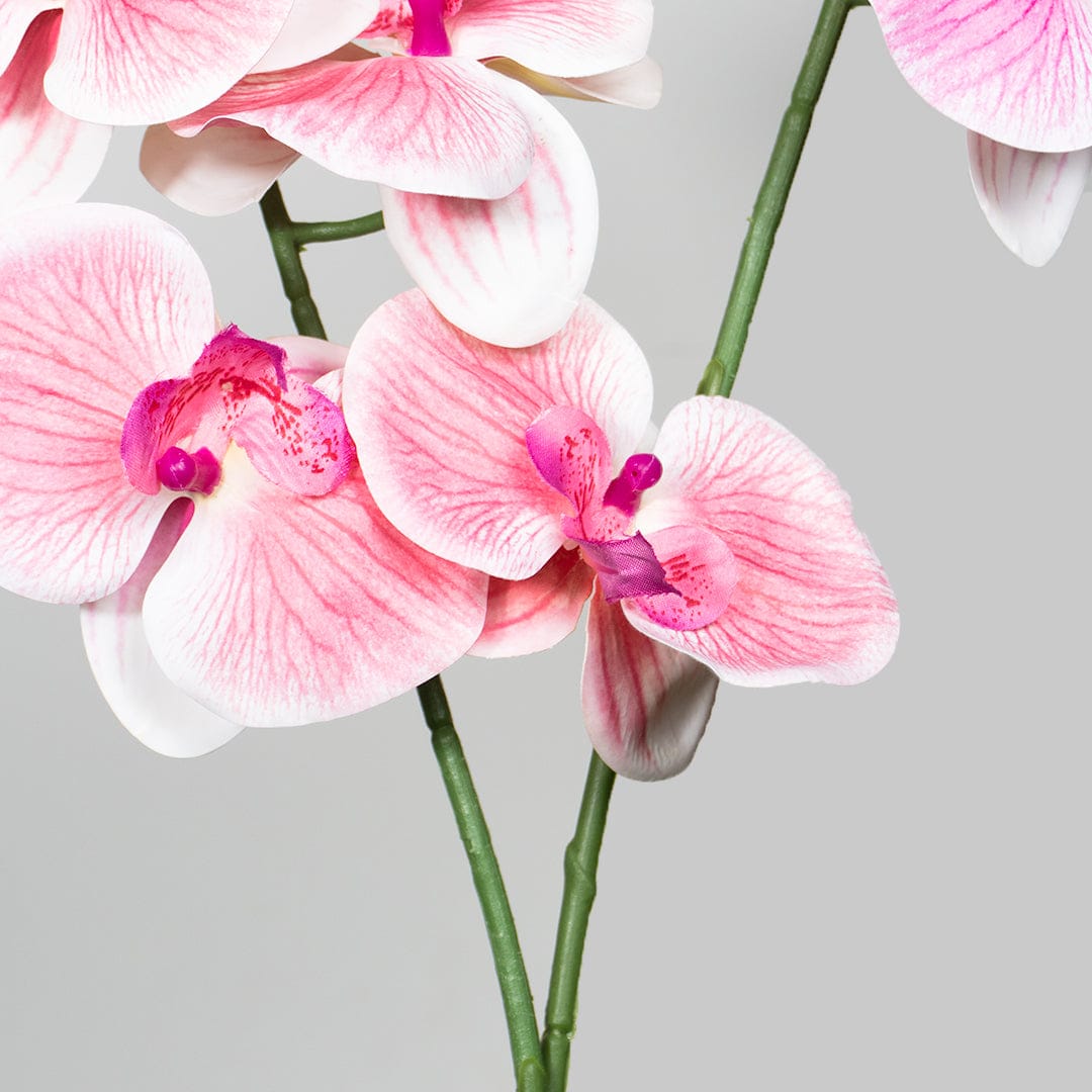 Orquídea Single Rosa Baby