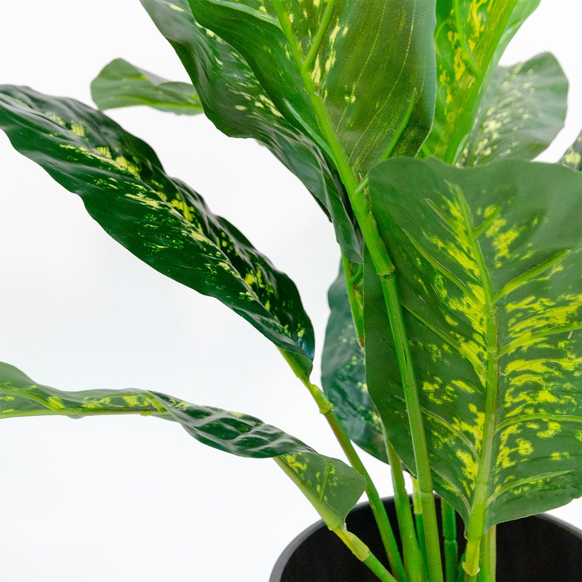 Dieffenbachia