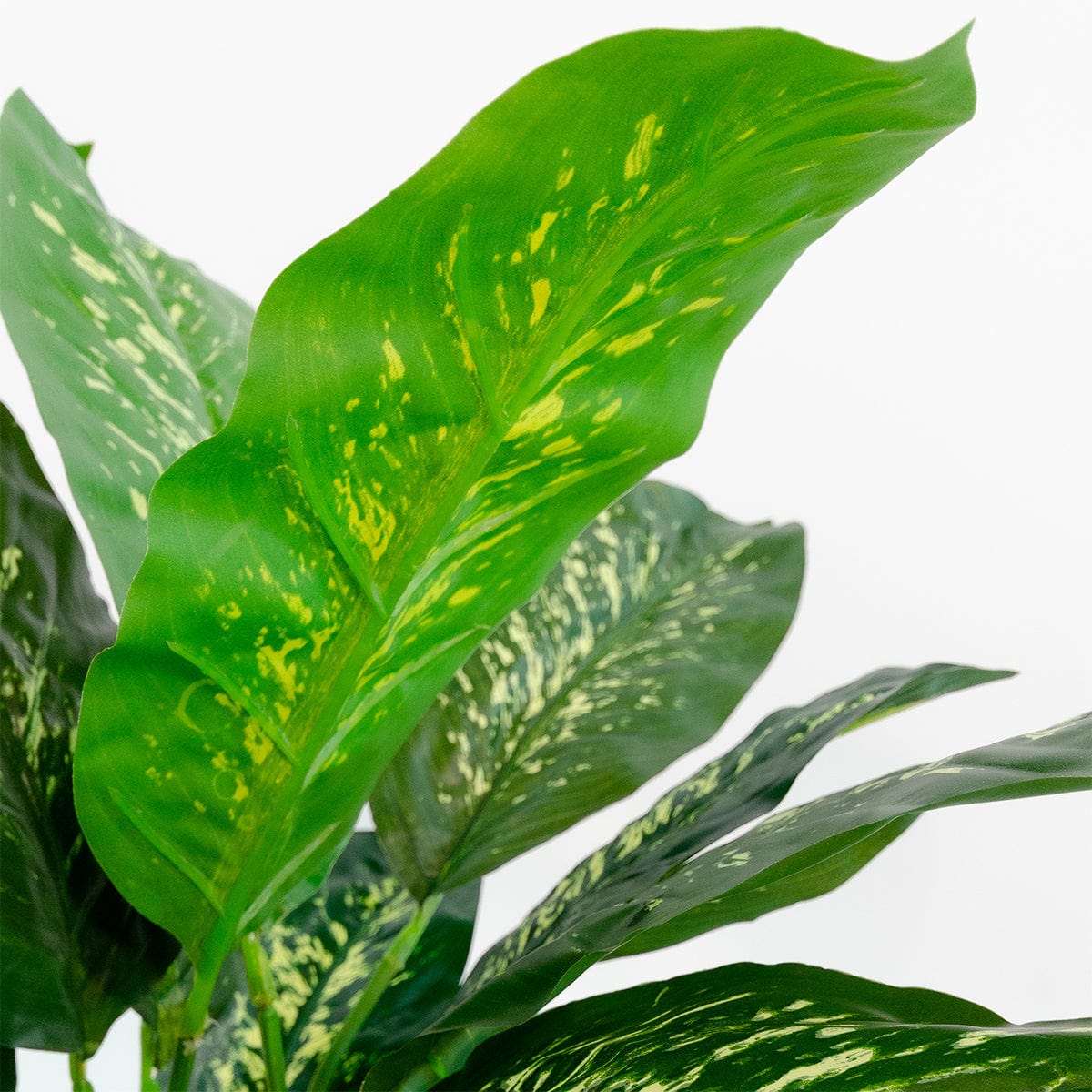 Dieffenbachia