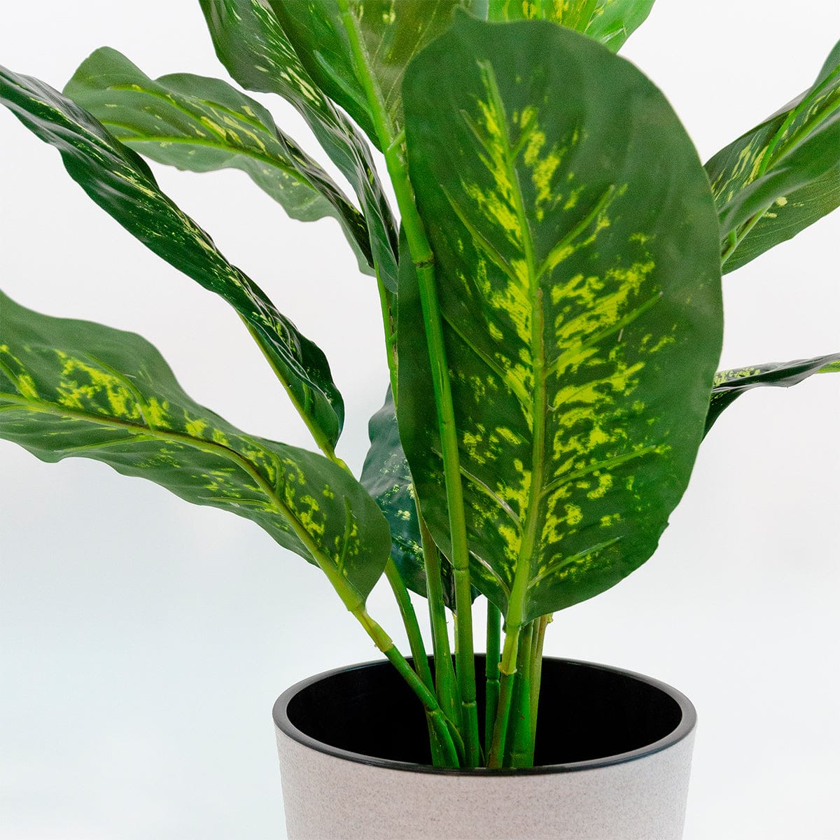 Dieffenbachia