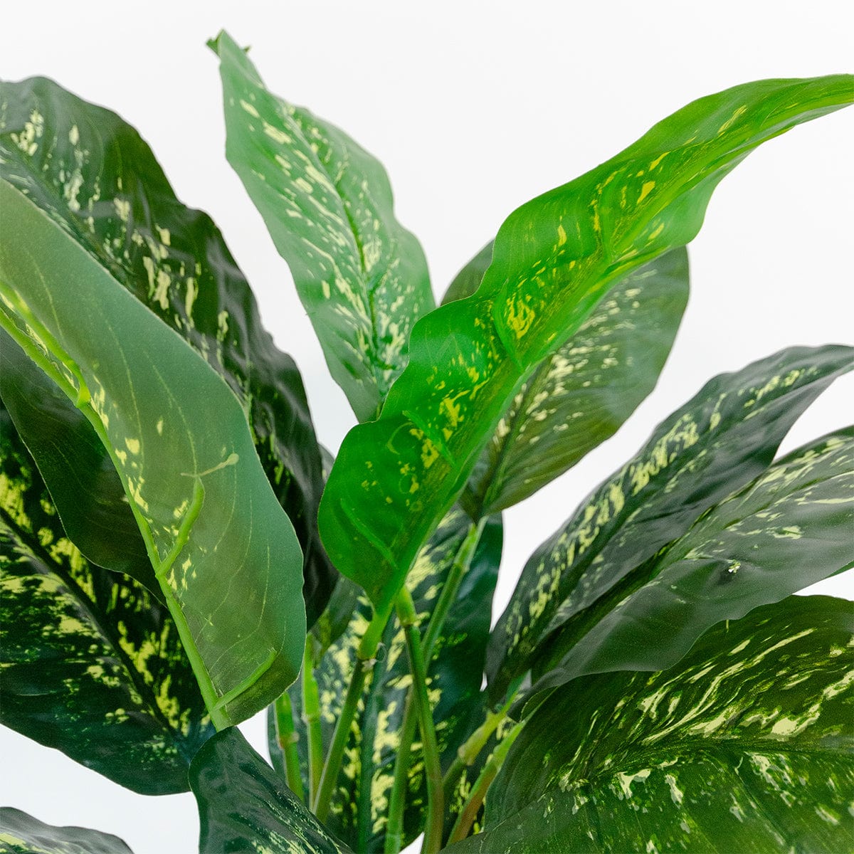 Dieffenbachia
