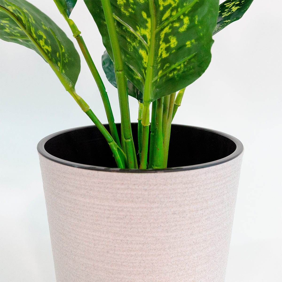 Dieffenbachia
