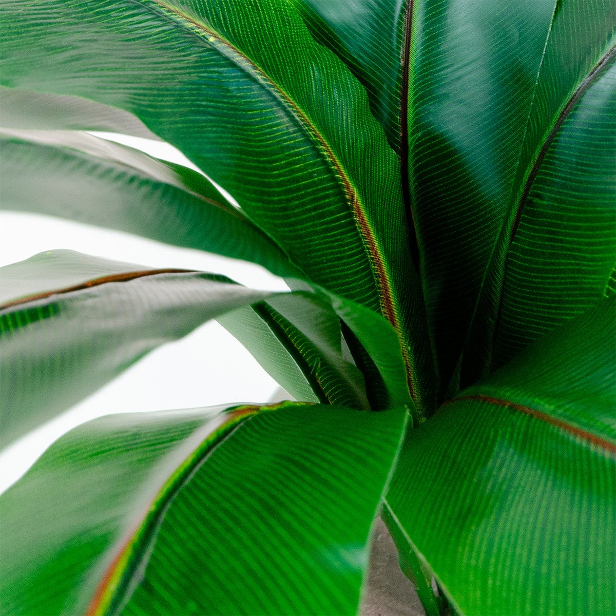 Dieffenbachia Green
