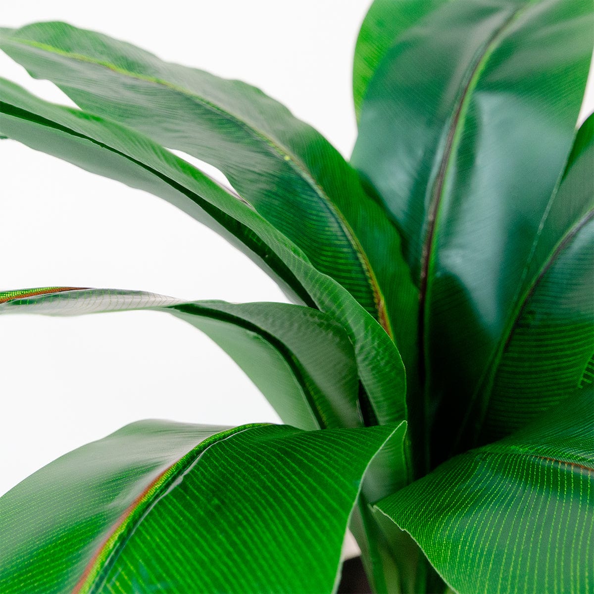 Dieffenbachia Green