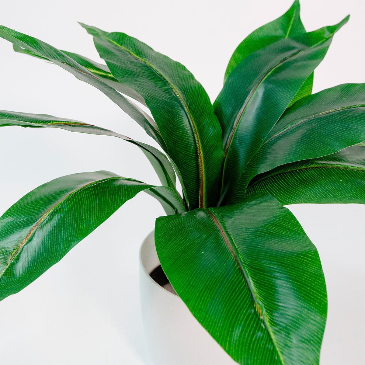 Dieffenbachia Green