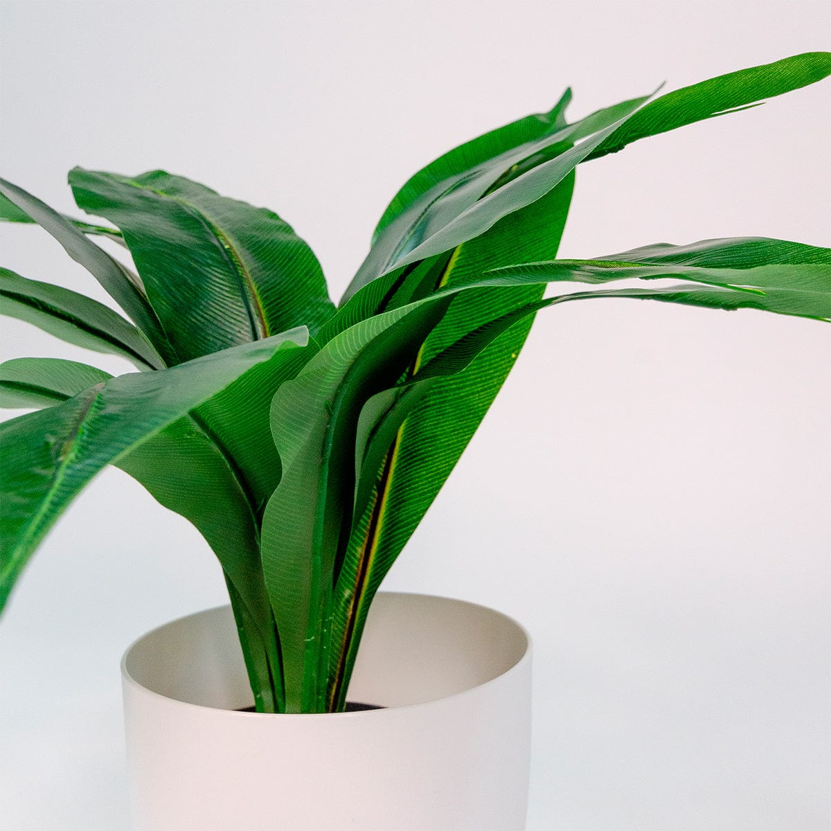 Dieffenbachia Green