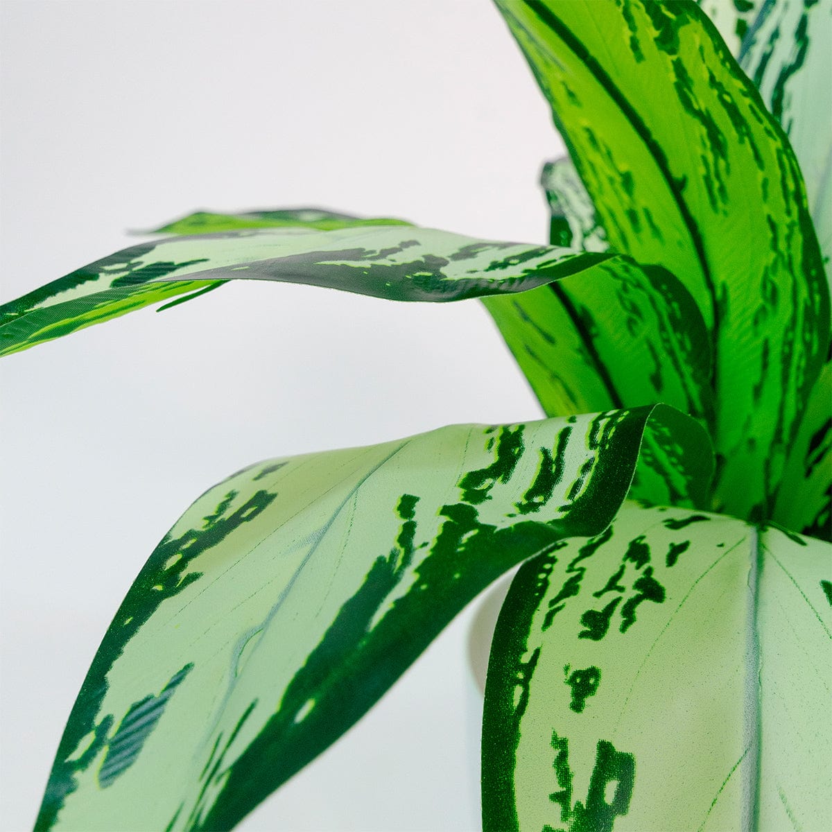 Dieffenbachia Camila