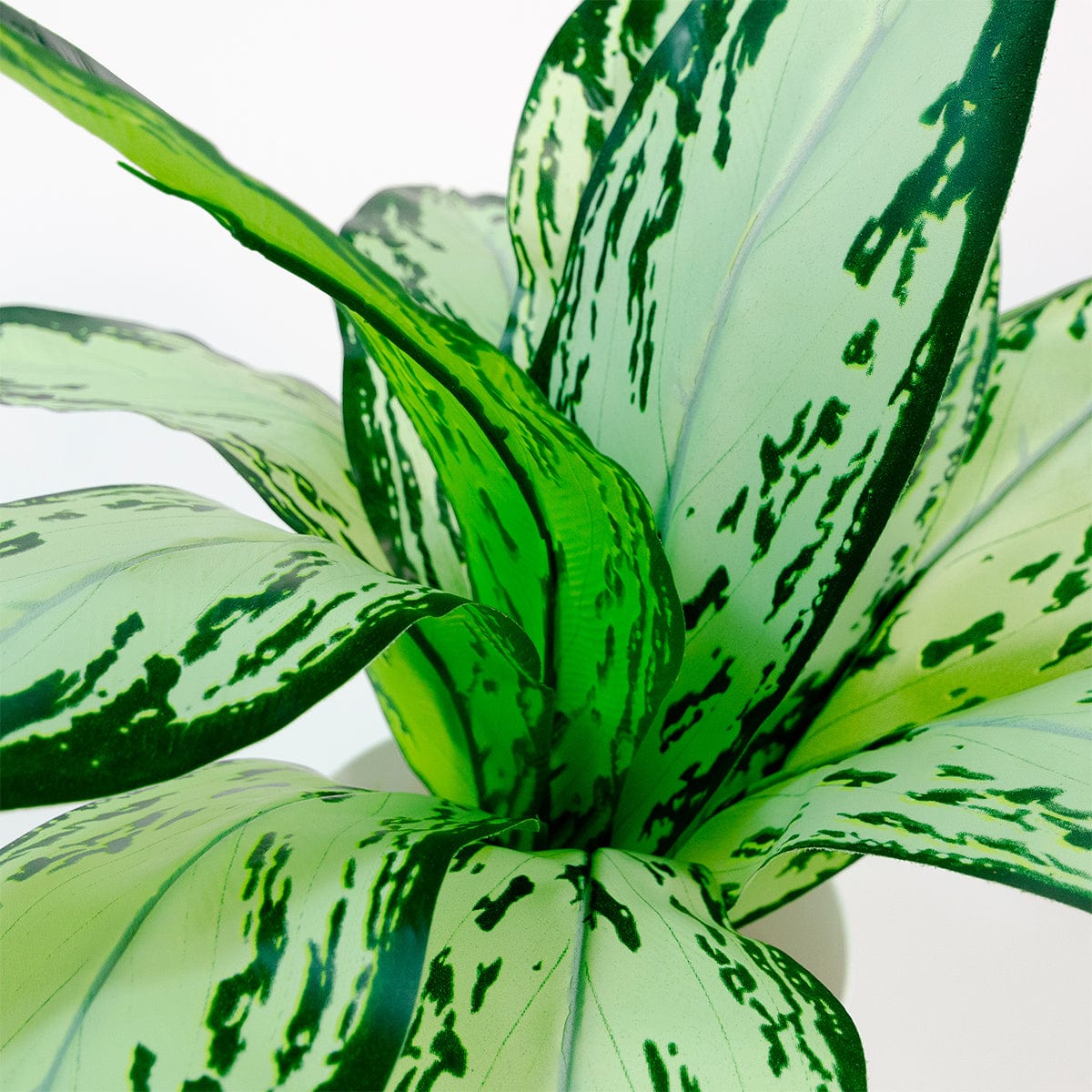 Dieffenbachia Camila