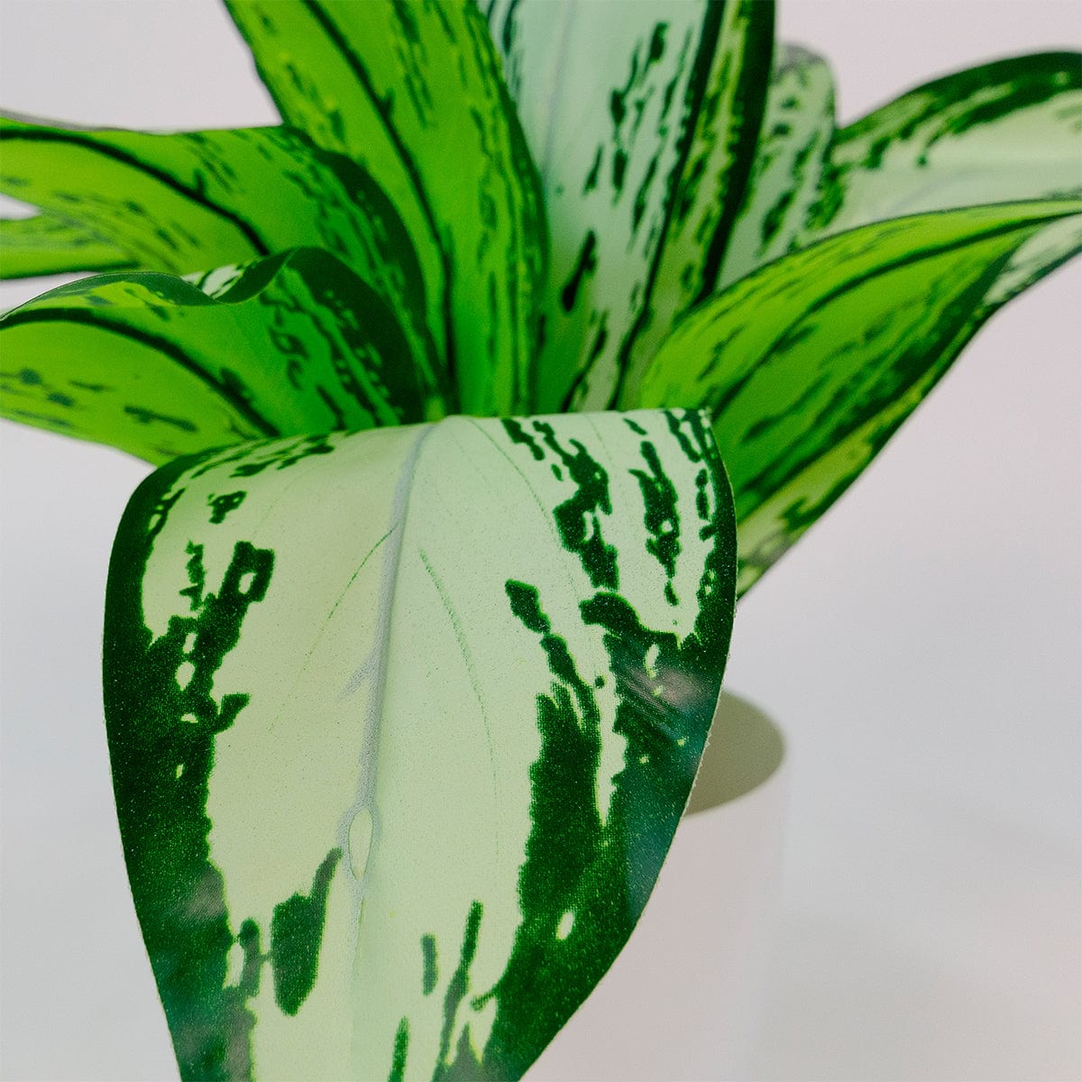 Dieffenbachia Camila