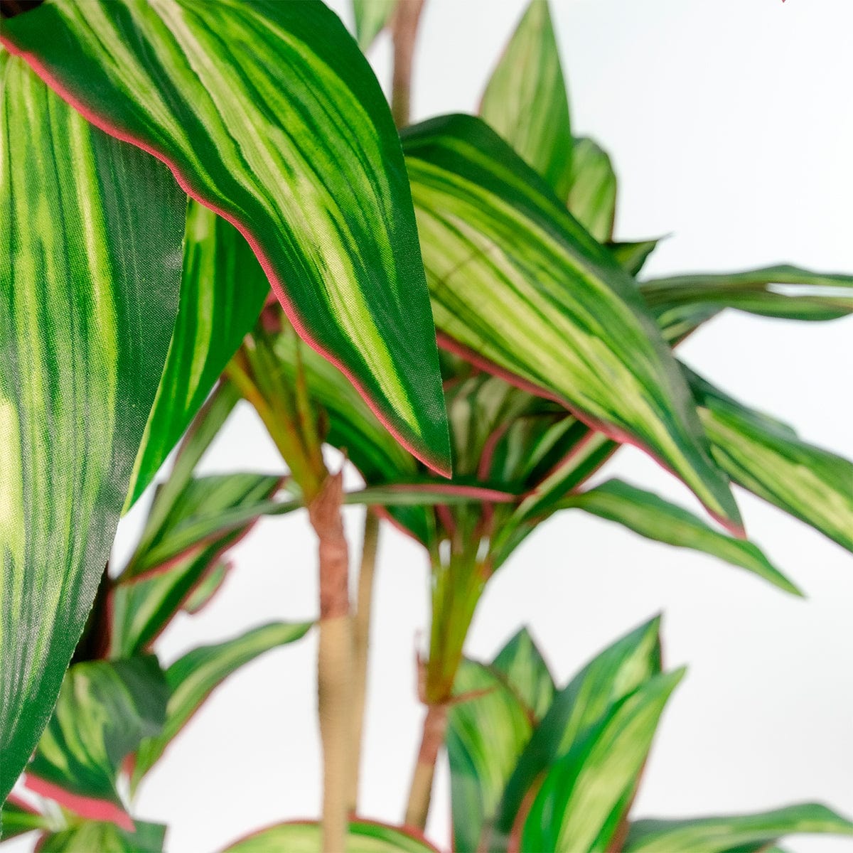 Dracena