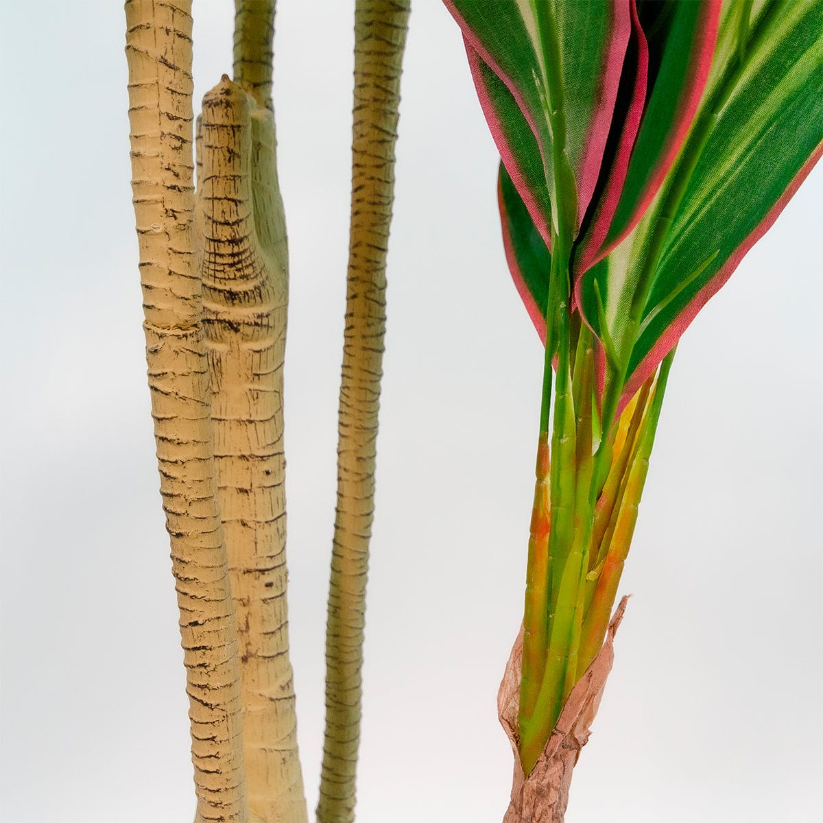 Dracena