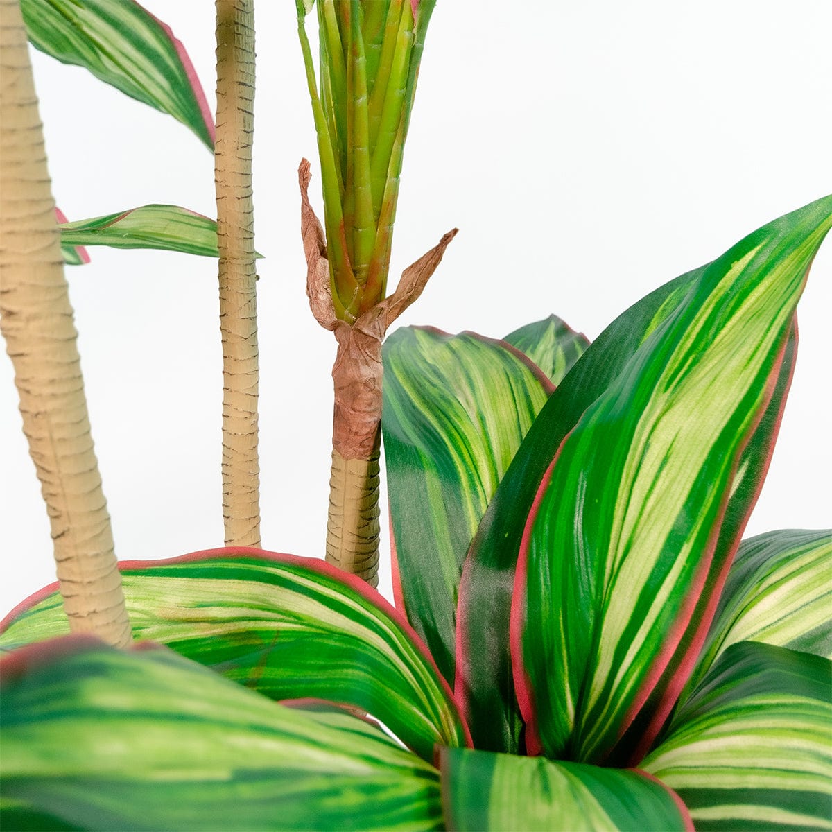 Dracena