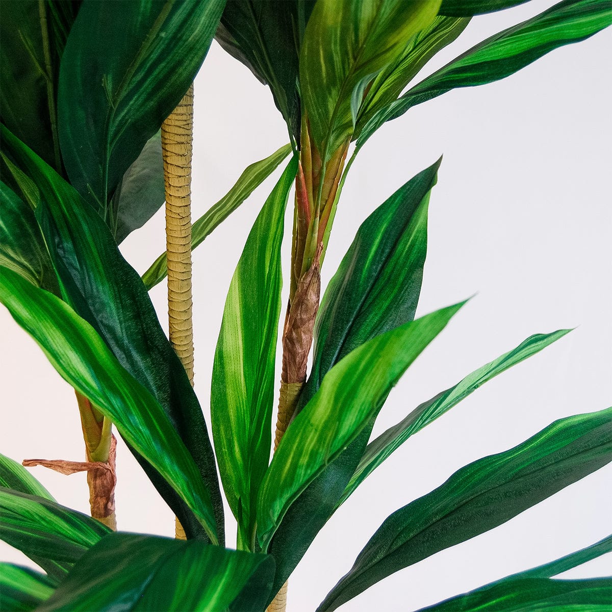 Dracena Verde Imperial