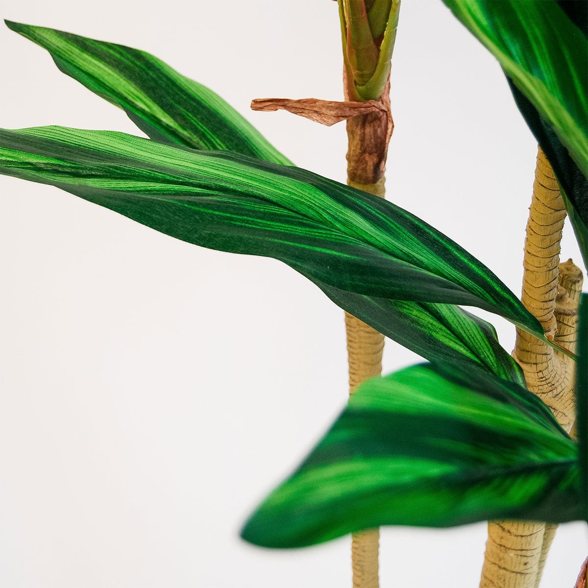 Dracena Verde Imperial