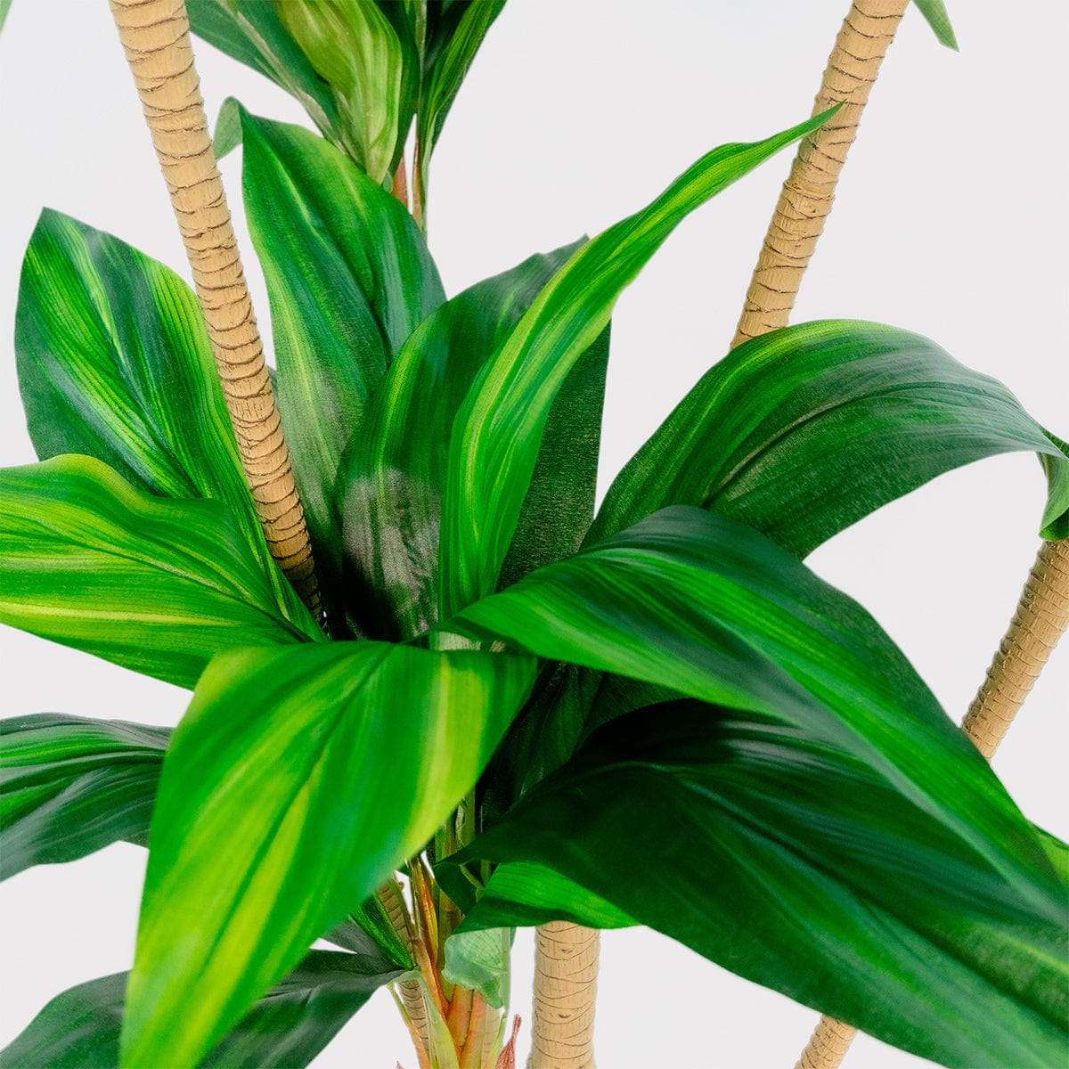Dracena Verde Imperial