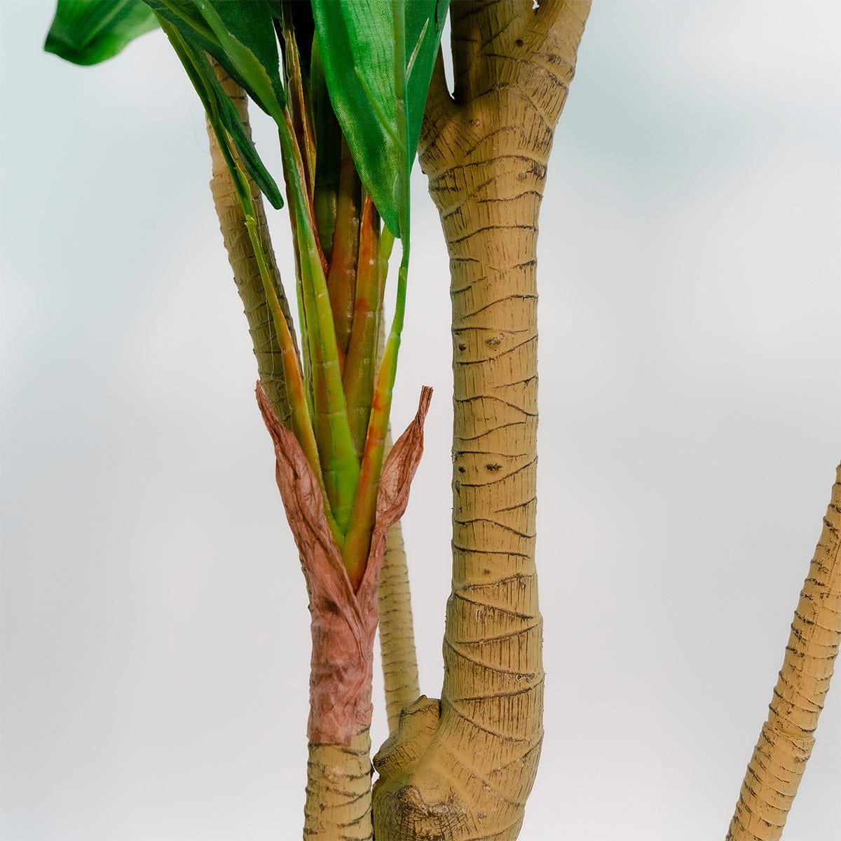 Dracena Verde Imperial