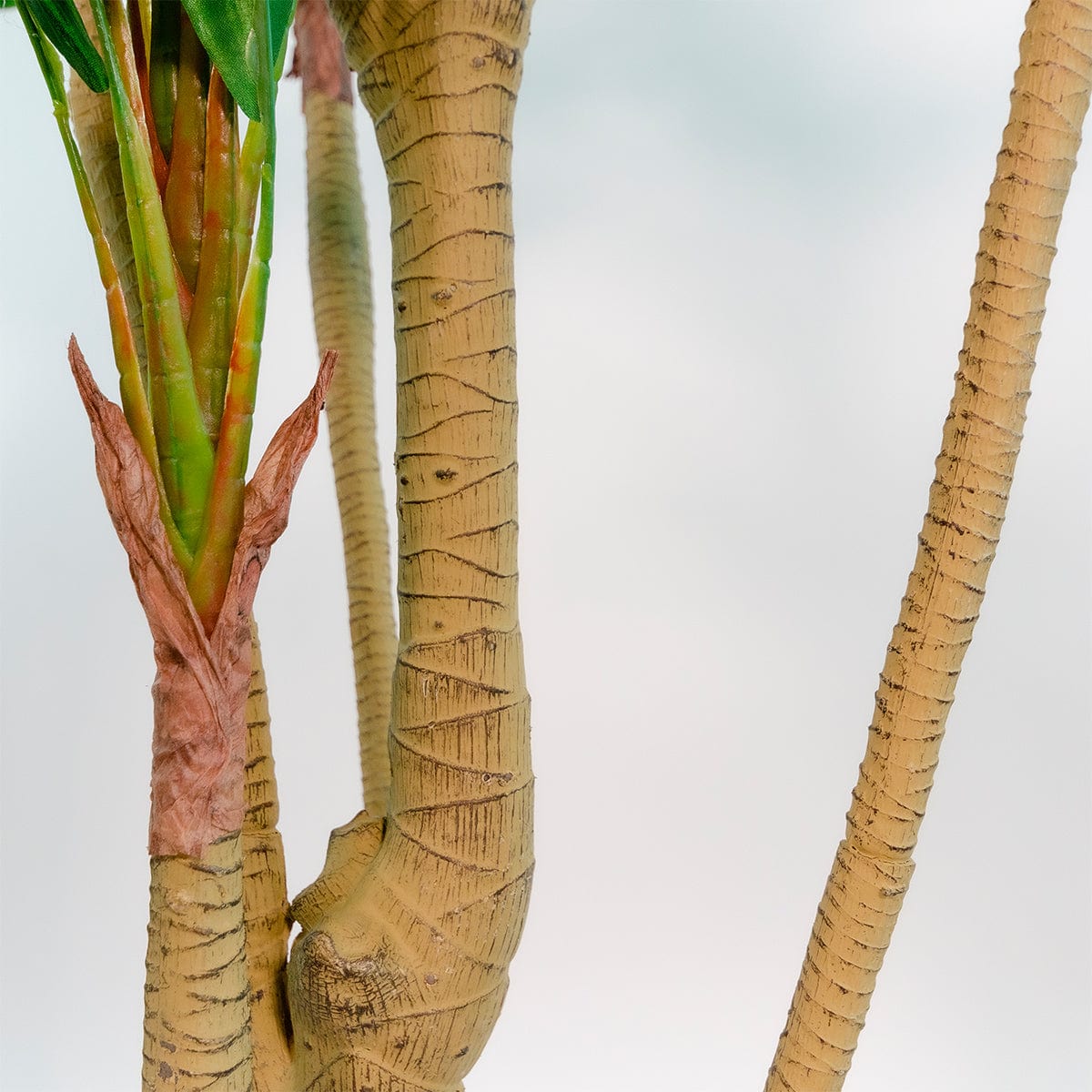 Dracena Verde Imperial