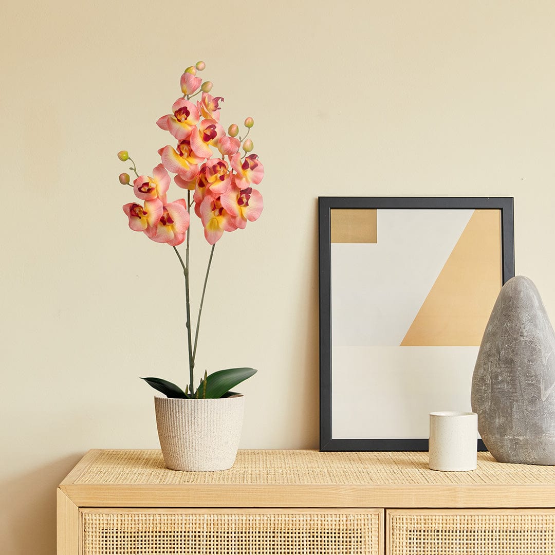 Orquídea Duo Salmón