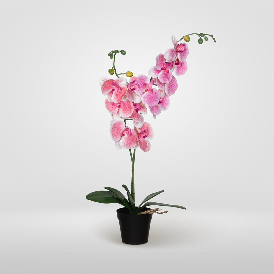 Orquídea Single Rosa Baby