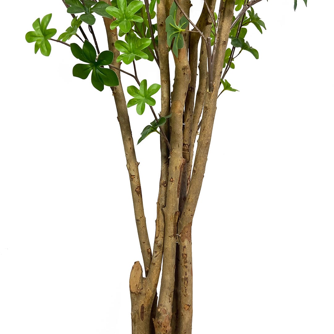 Árbol Enquianto