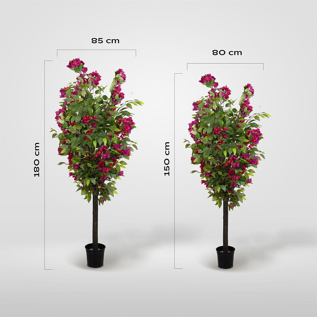 Ficus Buganvilla Silvestre