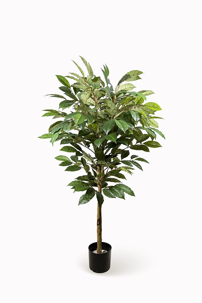 Árbol Café