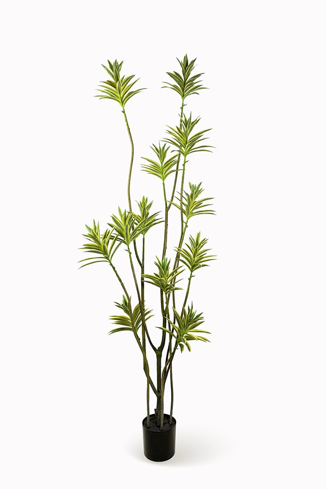 Dracena Reflexa
